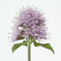 Chalily Water Mint, a Great Live Pond Plant for Your Water Garden. Filters The koi and Goldfish Pond. Good for Bogs, Plant Shelf or Shallow Water This marginal Aquatic is a Real Beauty