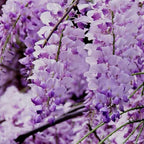 20+ Japanese Wisteria Purple Ornamental Vine Climber Seeds for Planting Home Garden Indoors or Outdoors