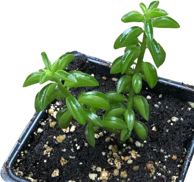 Succulent Taco Plant (Peperomia axillaris) in 2.5 inch Pot | Live Starter Plant, Certified Organic, Easy Care Houseplant