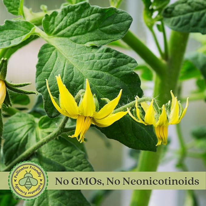 Clovers Garden Beefsteak Tomato Plants –Two (2) Live Plants – Non GMO - Not Seeds - Each 4" to 8" Tall – in 4" Inch Pots - Large Fruit, Crack-Resistant
