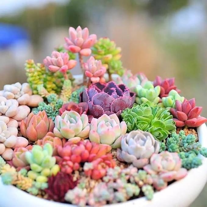200pcs Rare Mixed Succulent Seeds - Beautiful and Colorful Collection for Indoor and Outdoor Gardens