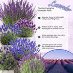 4 Lavender Plants Live Starter Plants 4-6" in Tall, Hardy Perennial Lavender for Garden and Landscape with Fragrant Purple Blooms, No Pot (Creek)