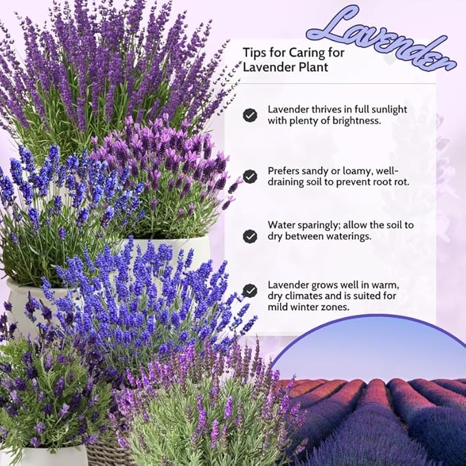 4 Lavender Plants Live Starter Plants 4-6" in Tall, Hardy Perennial Lavender for Garden and Landscape with Fragrant Purple Blooms, No Pot (Blue)