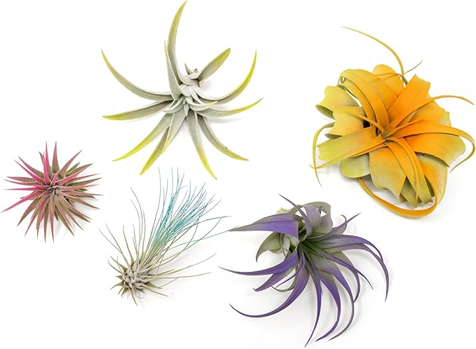 5 Assorted Colorful Air Plants Variety Pack - Vibrant Color Enhanced Tillandsias - Live Tillandsia Succulent House Plants - Wholesale and Bulk - Home and Garden Decor - Easy Care Indoor/Outdoor Plant