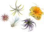 5 Assorted Colorful Air Plants Variety Pack - Vibrant Color Enhanced Tillandsias - Live Tillandsia Succulent House Plants - Wholesale and Bulk - Home and Garden Decor - Easy Care Indoor/Outdoor Plant