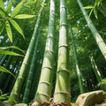 Bamboo Seeds for Planting, 500+ Dwarf Rare Bamboo Seeds Exotic and Fast Growing, Green Bamboos for Indoor or Outdoor