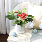 Live Indoor Flowering Houseplants, Anthurium Red in 4" Grower Pot, Easy Care Houseplants