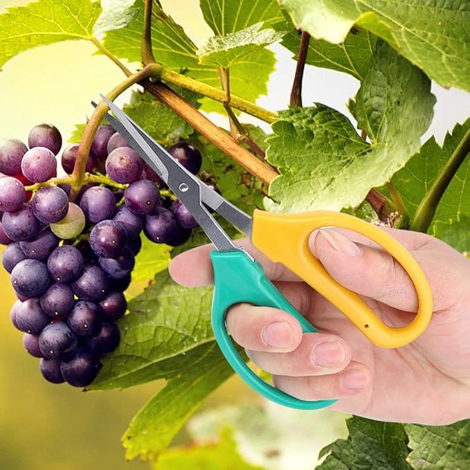 Kikumi Garden Shears with Long Handle, Curved Blade, Grape Scissors, Stainless Steel Bonsai Scissors, Scissors for Picking Fruit Branches