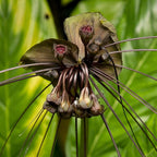 Black Bat Flower Plant - Tacca chantrieri by Wellspring Gardens - Exotic & Rare Indoor or Outdoor Live Plant - Ideal for Home and Garden Landscaping, Dark & Lovely Starter Plant