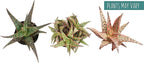 Live Aloe Plant Succulents (3 Pack), Succulents Plants Live in Potting Soil, Potted Succulents Live Plants, Star Aloe Plants Live in Cacti Pots, Cactus Plants Live Succulent Plants by Plants for Pets