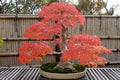 1 Red Japanese Maple Tree Seedling for Planting - Excellent Bonsai Material - Ready to Plant - Approx 12 Inches Tall