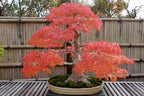 1 Red Japanese Maple Tree Seedling for Planting - Excellent Bonsai Material - Ready to Plant - Approx 12 Inches Tall