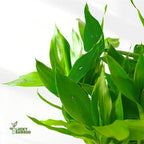 Lucky Bamboo Plants Live Indoor (10 Stalks, 6 Inch) - Fresh House Plants for Office Desk, Home Decor, for Positive Energy, Prosperity & Easy Care