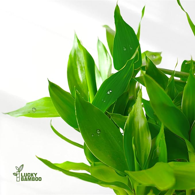 Lucky Bamboo Plants Live Indoor (10 Stalks, 4 Inch) - Fresh House Plants for Office Desk, Home Decor, for Positive Energy, Prosperity & Easy Care