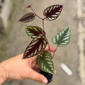 Cissus Discolor Live Plant Starter – Rex Begonia Vine Indoor Houseplant – Fully Rooted Tropical Foliage Plant for Home or Office – Rare Decorative Plant Gift with Heat Pack Included