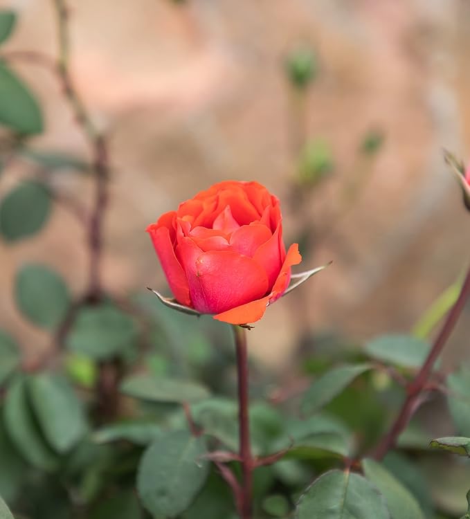 Fresh Roses for Delivery Prime, Orange Roses, Live Rose Bush Plants in Plant Pots, Plant Lover Gifts, Fresh Flowers for Delivery Prime, Potted Rose Plant Live Plants, Outdoor Plants by Plants for Pets