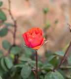 Fresh Roses for Delivery Prime, Orange Roses, Live Rose Bush Plants in Plant Pots, Plant Lover Gifts, Fresh Flowers for Delivery Prime, Potted Rose Plant Live Plants, Outdoor Plants by Plants for Pets