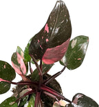 Hopewind Plnats Shop - Philodendron Live Plant, Air Purifying, Easy Care, Easy to Grow, Rare Variety, Live Indoor Plant, 4 inch Pot (Philodendron Pink Princess)