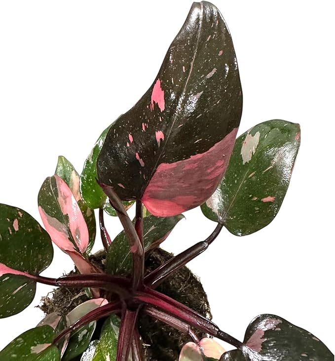Hopewind Plnats Shop - Philodendron Live Plant, Air Purifying, Easy Care, Easy to Grow, Rare Variety, Live Indoor Plant, 4 inch Pot (Philodendron Pink Princess)