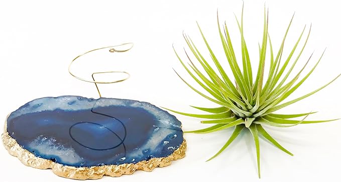 Blue Agate Slice Crystal Air Plant Holder Includes Healthy Air Plant and Hug Gift Box Sympathy Gift Thinking of You Gift Birthday Gift