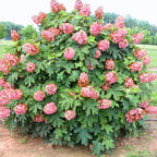 Hydrangea Live Plant, 6-12 Inch Tall, Hardy Flowering Shrub in 2.5" Pot, Outdoor Garden Hydrangea Bush (Ruby Hydrangea)