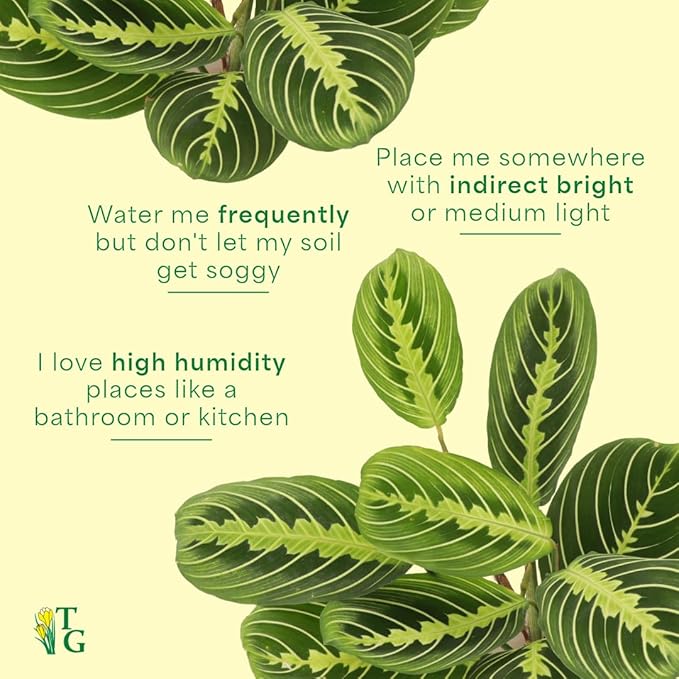 Thorsen's Greenhouse Lemon Lime Prayer Plant, Live Indoor Plant, Pet Friendly, Attractive Houseplant, Lemon Maranta, Easy to Grow, 4" Diameter Pot (Brushed Silver)