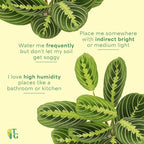 Thorsen's Greenhouse Lemon Lime Prayer Plant, Live Indoor Plant, Pet Friendly, Attractive Houseplant, Lemon Maranta, Natural Air Purifier, Easy to Grow, 4" Diameter Pot (Terra Cotta)