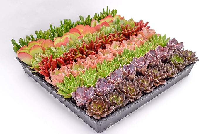 Colorful Succulents (40 Pack) - Assorted 2 Inch - Live Succulent Plants - Fully Rooted Succulents (40)