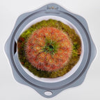 Venus Fly Trap Terrarium Pot with Timer Grow Light&Fan,Plant Terrarium kit for Moss&Cactus,Smart Planter for Carnivorous Plants&Butterwort,Mother's Day Birthday Gifts for Women Garden Lover(no Plant)