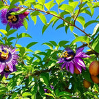 13+ Rare Yellow Passion Fruit Seeds for Tropical Gardens,Exotic Organic Fruit Seeds Non-GMO Heirloom Passion Seed for Home Outdoor