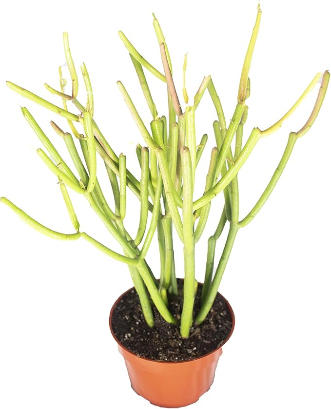 Euphorbia Tirucalli (Sticks on Fire) Succulent - 4'' from California Tropicals