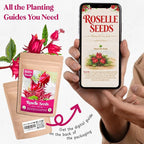 300+ Roselle Seeds for Planting - Hibiscus Sabdariffa, Jamaican Sorrel Seeds Cranberry Hibiscus, Red Roselle Seed for Flowers Tea & Jam Syrup, Warm Season Garden Flower Seed for Home Growing
