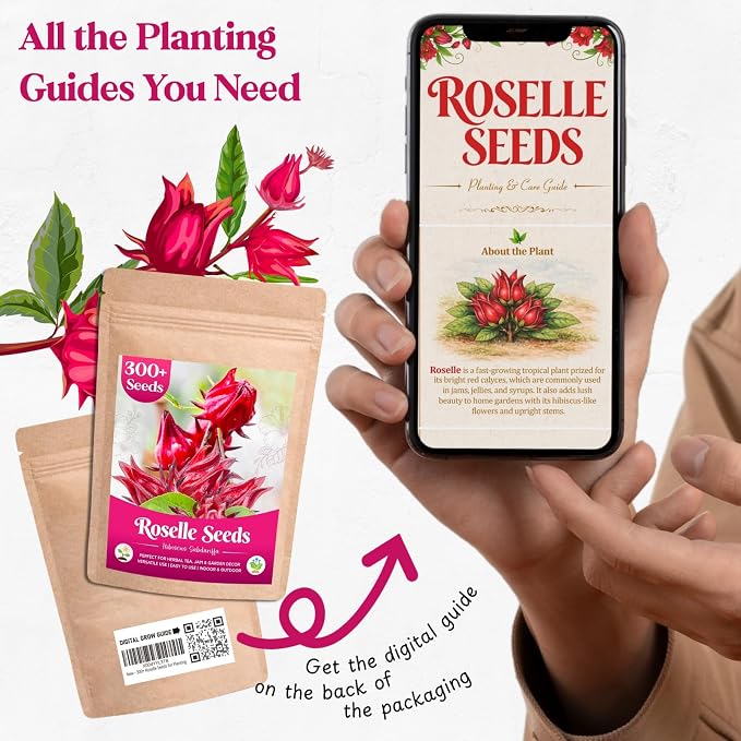 300+ Roselle Seeds for Planting - Hibiscus Sabdariffa, Jamaican Sorrel Seeds Cranberry Hibiscus, Red Roselle Seed for Flowers Tea & Jam Syrup, Warm Season Garden Flower Seed for Home Growing