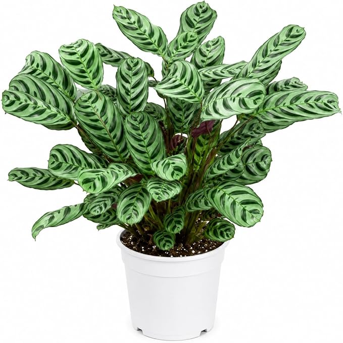 Calathea Burle Marx Live Plant, Prayer Plants Live HouseplaInts, Indoor Plant for Home Decor, Colorful Calathea Desk Plant, Fishbone Prayer Plant Live