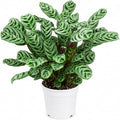 Calathea Burle Marx Live Plant, Prayer Plants Live HouseplaInts, Indoor Plant for Home Decor, Colorful Calathea Desk Plant, Fishbone Prayer Plant Live