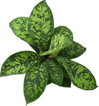 Variegated Camouflage Homalomena Plant (Approx. 14" Tall) in 6" Pot, Air Purifying Houseplant, Easy Care for Beginners, Rare Houseplants for Home or Office by Plants for Pets