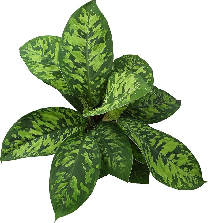 Variegated Camouflage Homalomena Plant (Approx. 14" Tall) in 6" Pot, Air Purifying Houseplant, Easy Care for Beginners, Rare Houseplants for Home or Office by Plants for Pets