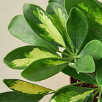 Schefflera Variegated Live Plant for Indoor | Different Houseplants in 4'' & 6'' Pot | Real House Plant for Living Room, Office, Desk & Bathroom | Arboricola Dwarf Umbrella Tree