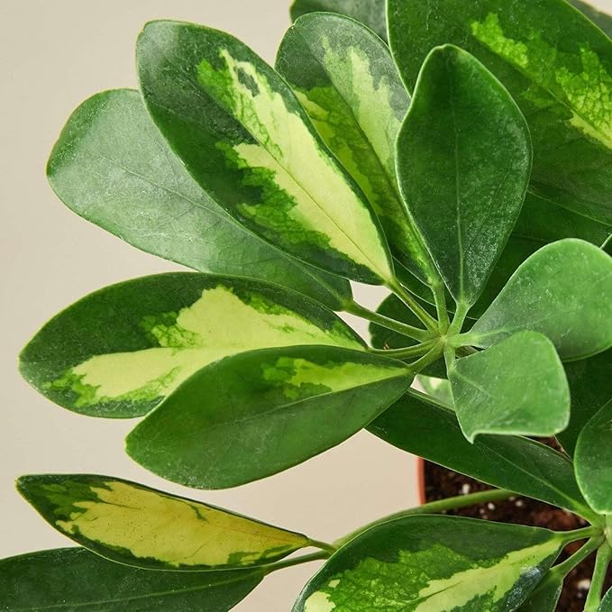 Schefflera Variegated Live Plant for Indoor | Different Houseplants in 4'' & 6'' Pot | Real House Plant for Living Room, Office, Desk & Bathroom | Arboricola Dwarf Umbrella Tree