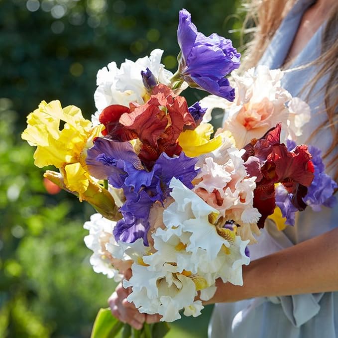 300+ Rare Iris Seeds for Planting - Mixed Iris Flower Seeds Exotic Perennial Flower Non-GMO Heirloom Garden Outdoor