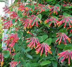 Coral Honeysuckle 6 Live Plants (Lonicera sempervirens) – Native Flowering Vine for Hummingbird & Pollinator Gardens, Deer Resistant, Low Maintenance Climbing Plant for Full Sun