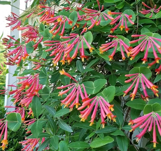 Coral Honeysuckle 32 Live Plants (Lonicera sempervirens) – Native Flowering Vine for Hummingbird & Pollinator Gardens, Deer Resistant, Low Maintenance Climbing Plant for Full Sun