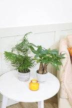 Neanthe Bella Palm (6" Grower Pot) - Air Purifying and Live Healthy Houseplant - Easy to Grow, Easy to Care Indoor Houseplant for Home and Office Decor