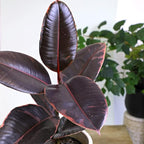 Ruby' Ficus Tree Live Plant (Variegated Rubber Plant), Ficus Elastica Live Plant Delivery, Easy Plant, Indoor Plants Live Houseplants, Real Plants, Live Plants Indoor Plant Decor by Plants for Pets