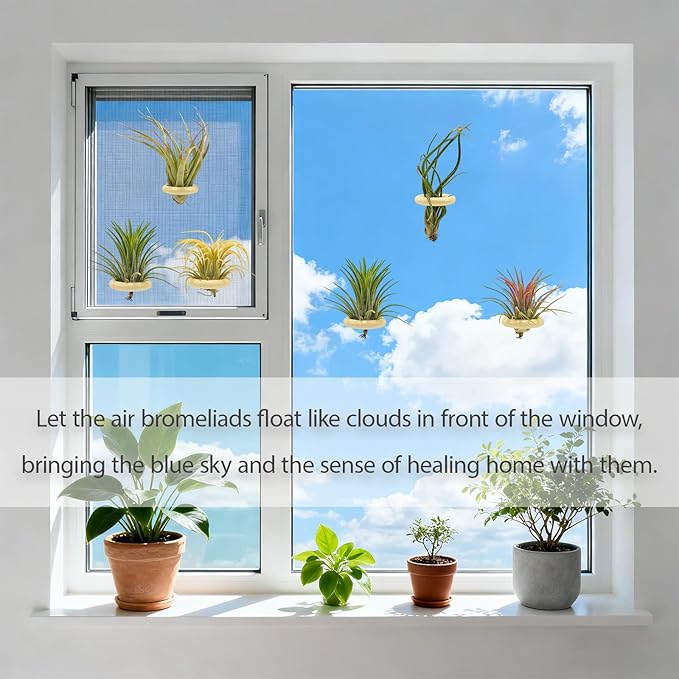 6 Pcs Air Plant Holder Magnet - Small Air Plant Display Stand Airplant Wall Mount Holder Wooden for Live Tropical Plants Home Office Decoration Supplies (Plants Not Included)
