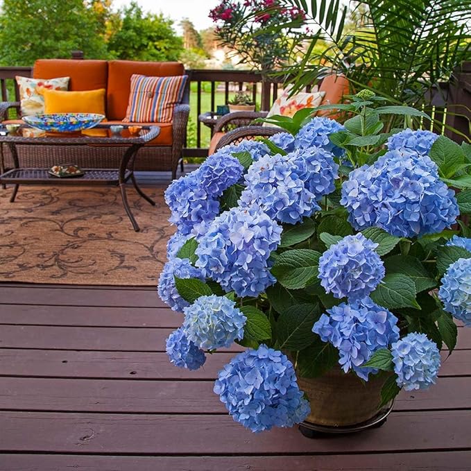 Brighter Blooms - Endless Summer® The Original Reblooming Hydrangea, 3 Gallon - No Shipping to AK, AZ, HI