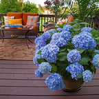 Brighter Blooms - Endless Summer® The Original Reblooming Hydrangea, 3 Gallon - No Shipping to AK, AZ, HI