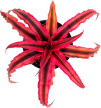 ragnaroc Live Plants – Cryptanthus ‘Rubin‘, 4-8" in 4" Pot - 1ct - Live Arrival Guaranteed - House Plants for Home Decor & Gift