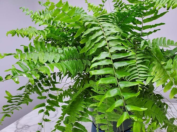 Tropical Plants of Florida Macho Fern Hanging Basket 12 Inch Live Fern Plant, 28 to 32 Inch Spread, Large Lush Outdoor Indoor Shade Plant for Porch Patio