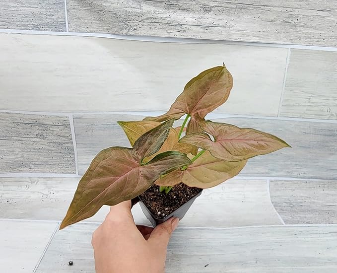Syngonium Pink Perfection, Syngonium Pink Schott, Syngonium Pink Arrow Live Rare Houseplants All Plants are Fully Rooted Plants in 4 inch Pot by 3exoticgreen